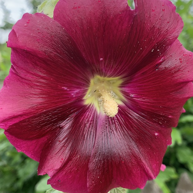Blumensamen Set "offene Stockrosen" - 4 BIO-Blumensorten [samenfest]