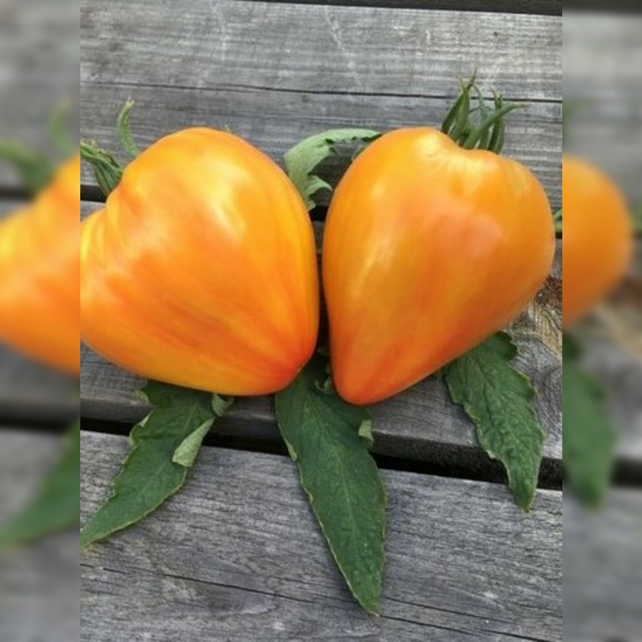 Anzucht-Set "Ochsenherztomaten" [45, 54]