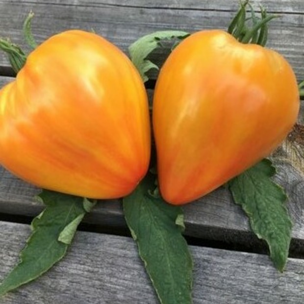 Anzucht-Set "Ochsenherztomaten" [45, 54]