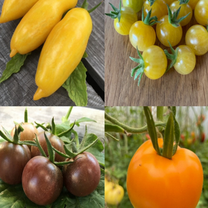 BIO Tomatensamen Set klein