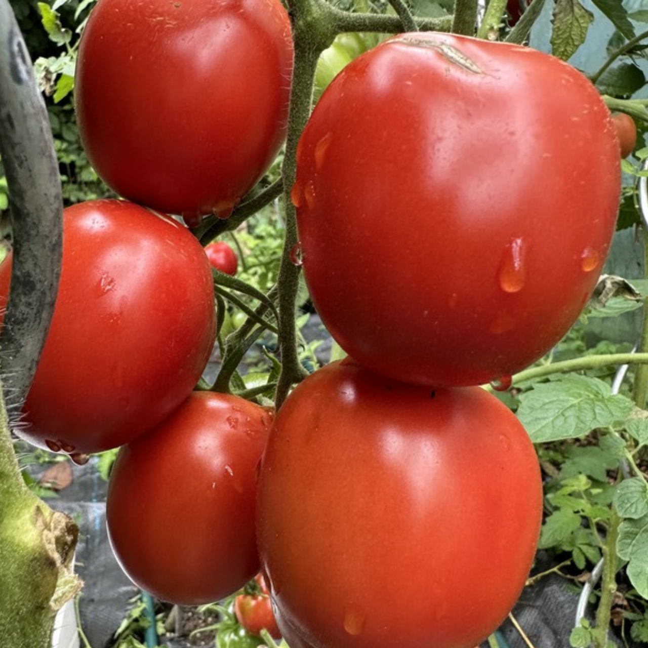 Tomate "De Berao rot" - BIO-Tomatensorte [samenfest]