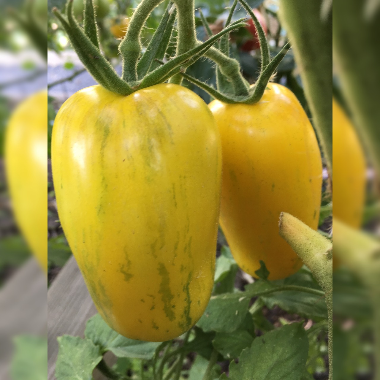 Tomate "Striped Roman" - Bio-Tomatensorte [samenfest]