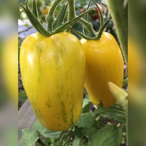 Tomate "Striped Roman" - Bio-Tomatensorte [samenfest]