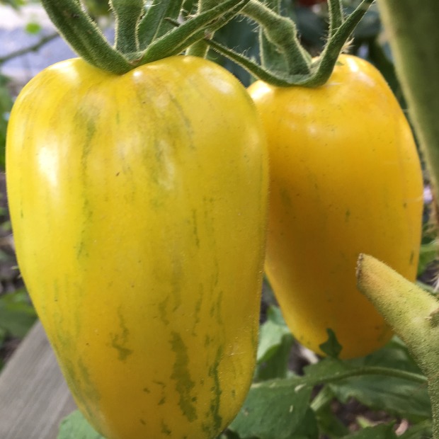 Tomate "Striped Roman" - Bio-Tomatensorte [samenfest]