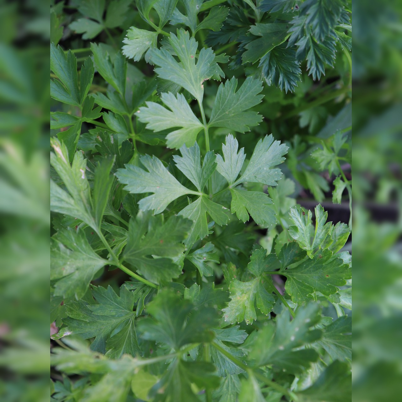 Glatte Petersilie Samen (samenfest & BIO)