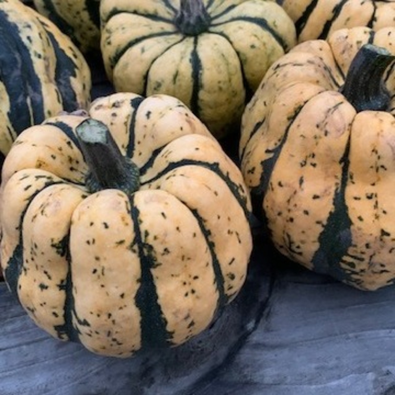 Kürbis "Sweet Dumpling" / Patidou (samenfest & BIO)