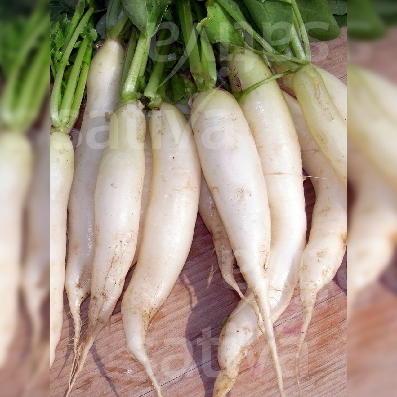 Radieschen "Eiszapfen" - BIO-Radieschen (samenfest)