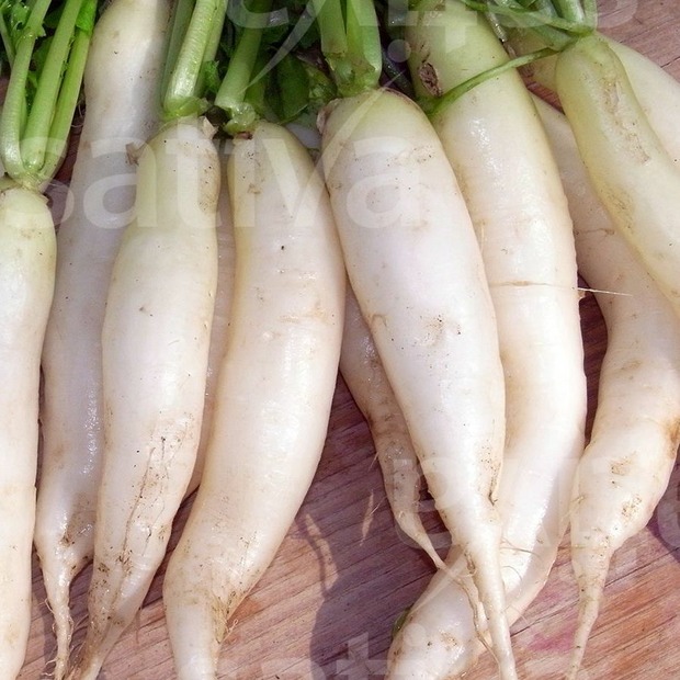 Radieschen "Eiszapfen" - BIO-Radieschen (samenfest)