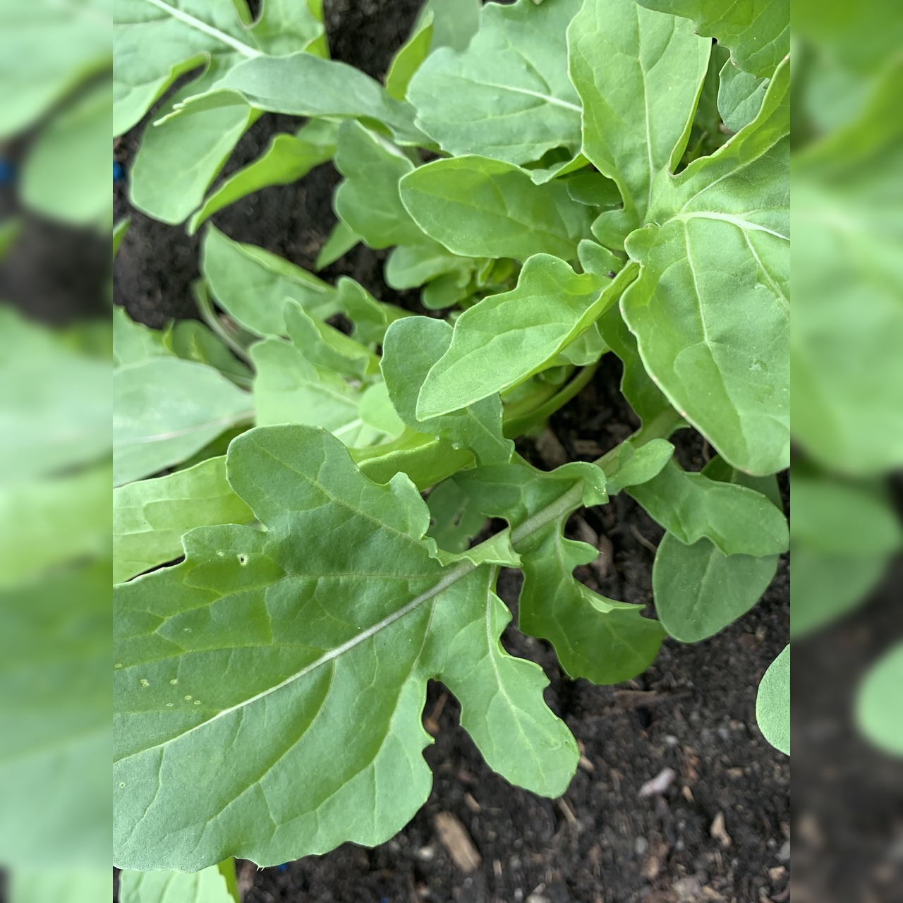 Salatrauke "Rucola" - BIO-Sorte [samenfest]