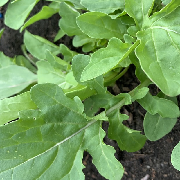 Salatrauke "Rucola" - BIO-Sorte [samenfest]