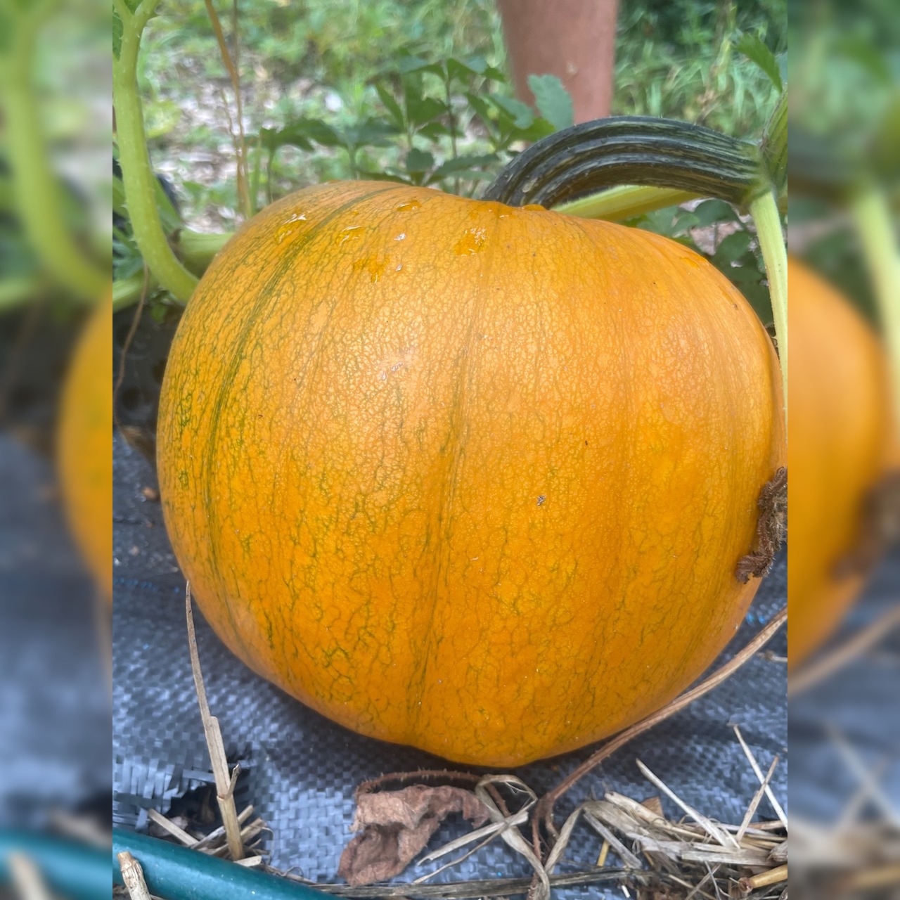 Halloweenkürbis "Jack O´Lantern" - BIO-Kürbissorte [samenfest]