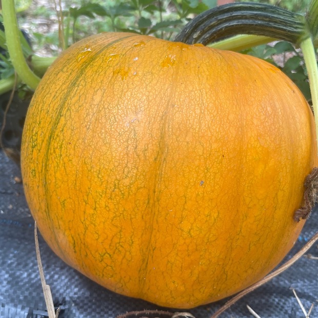 Halloweenkürbis "Jack O´Lantern" - BIO-Kürbissorte [samenfest]