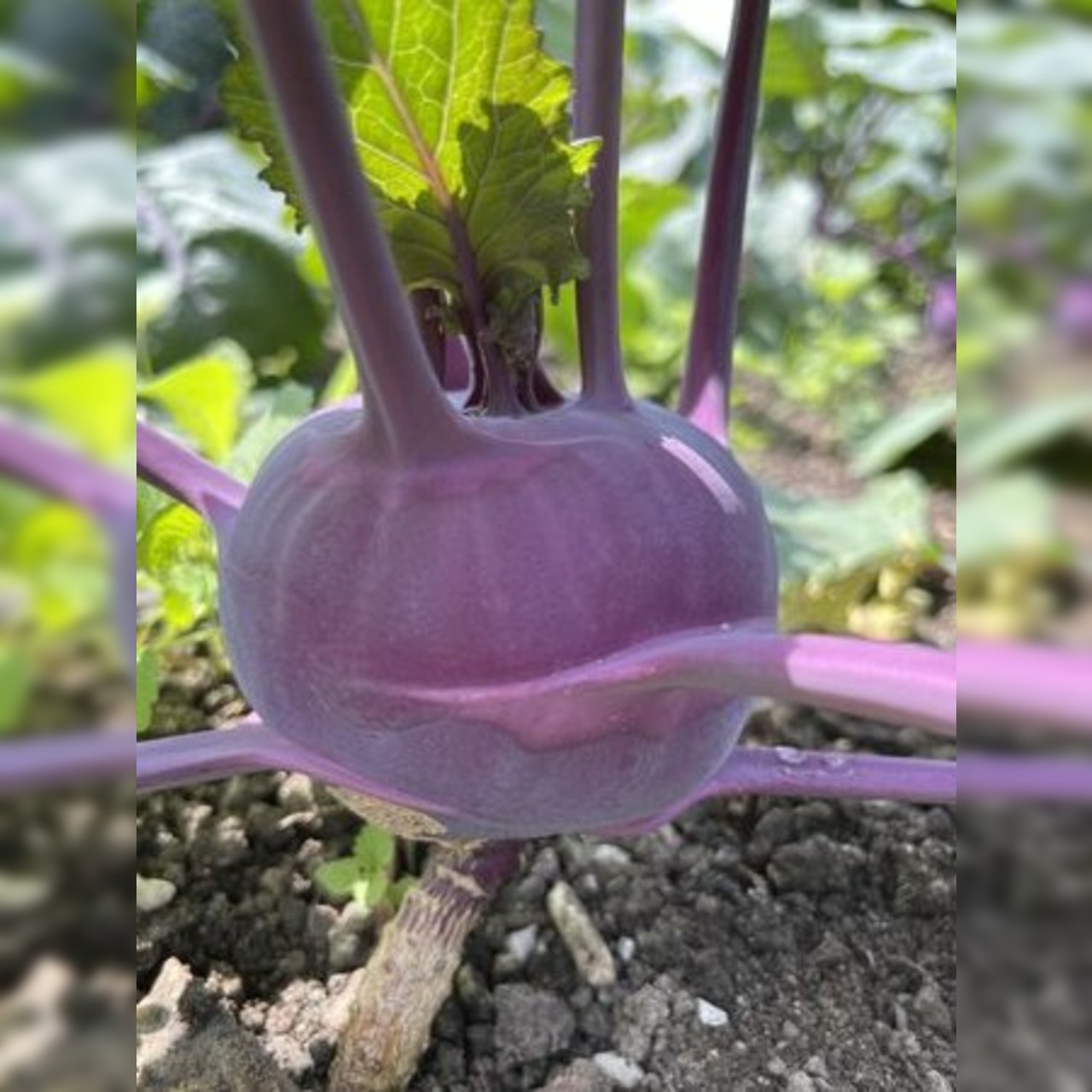 Anfängergemüse-Set - 12 BIO-Sorten [samenfest]