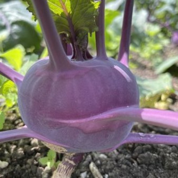 Anfängergemüse-Set - 12 BIO-Sorten [samenfest]