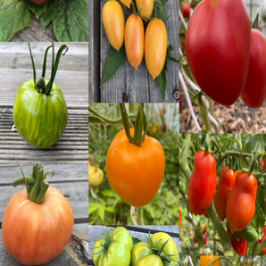 BIO Tomatensamen Set groß