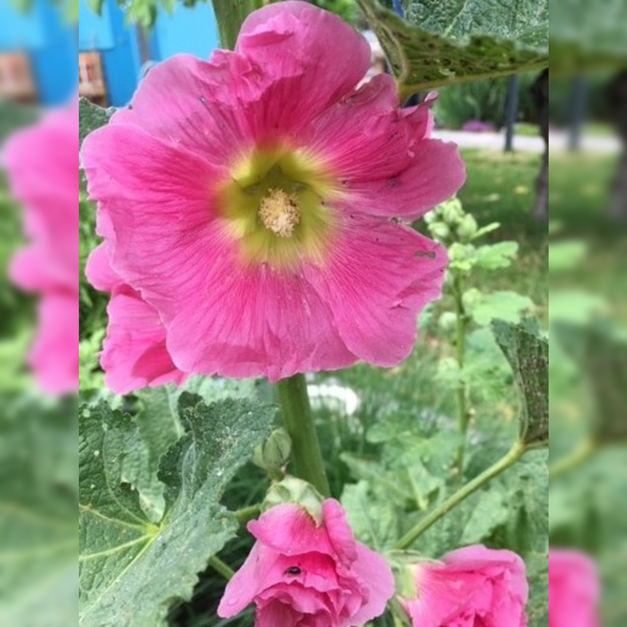 Blumensamen Set "offene Stockrosen" - 4 BIO-Blumensorten [samenfest]