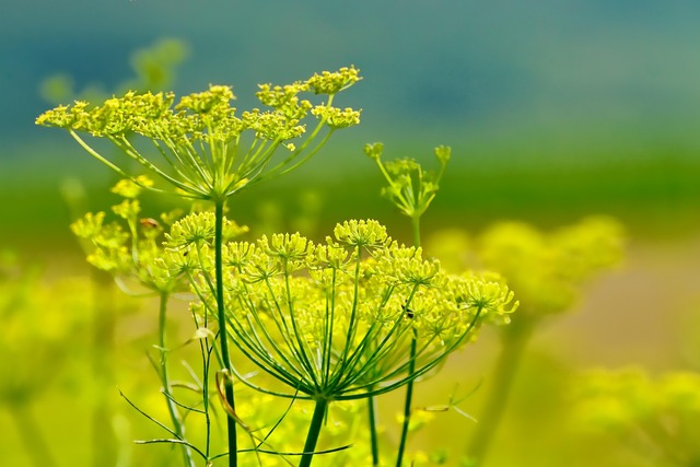 Bild von Fenchel säen, anbauen & ernten: Der komplette Ratg