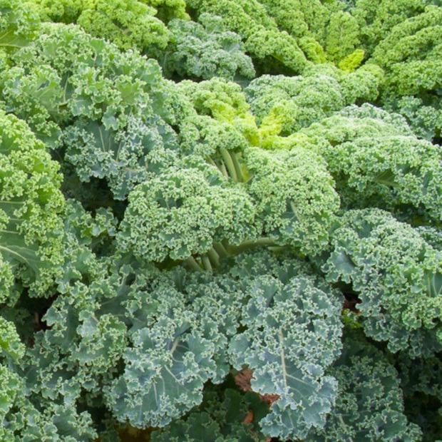 Grünkohl "Westländer Winter" - BIO-Grünkohlsorte (samenfest)