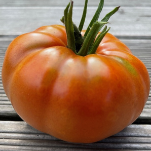 Tomate "Brandywine Rot" - BIO-Tomatensorte [samenfest]