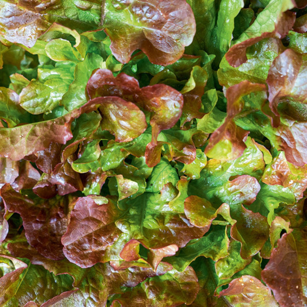 Eichblattsalat "Red Salat Bowl" - BIO-Salatsamen (samenfest)