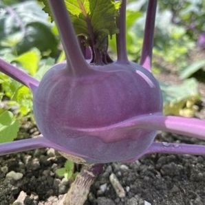 Kohlrabi lila "Azur Star" - BIO-Samen (samenfest & BIO)