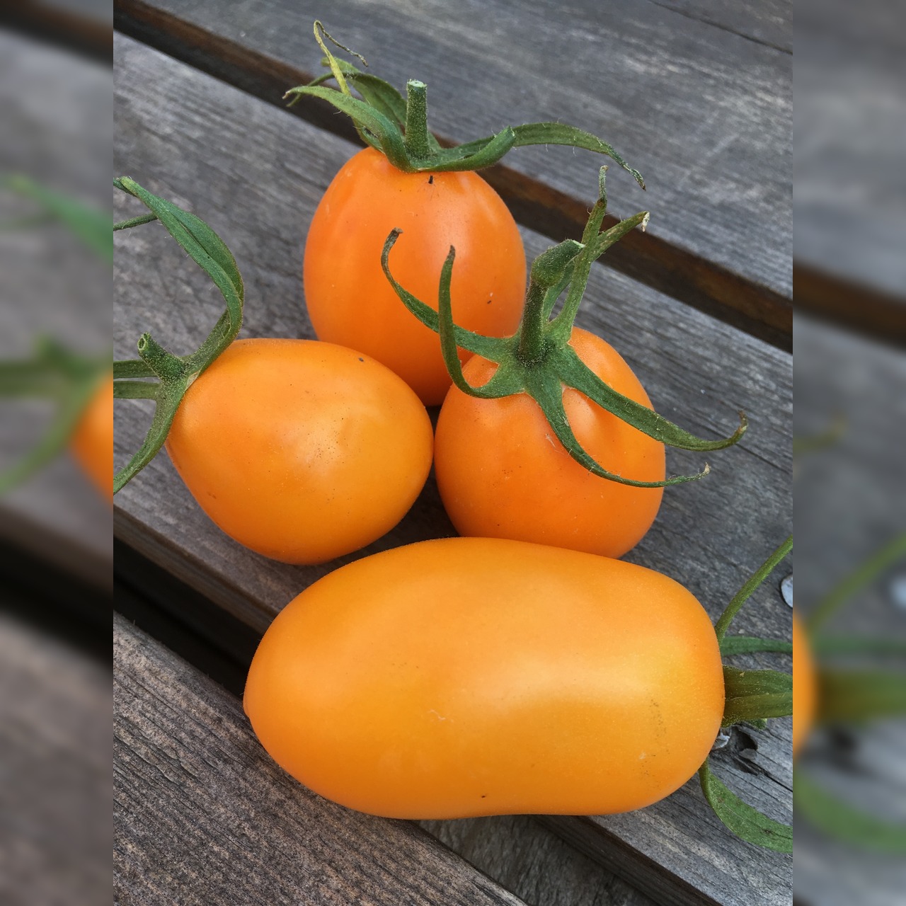 BIO Tomatensamen Set