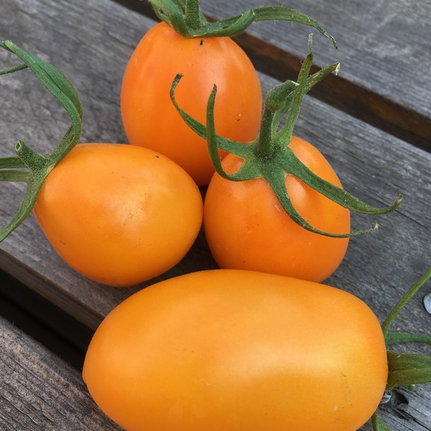 BIO Tomatensamen Set