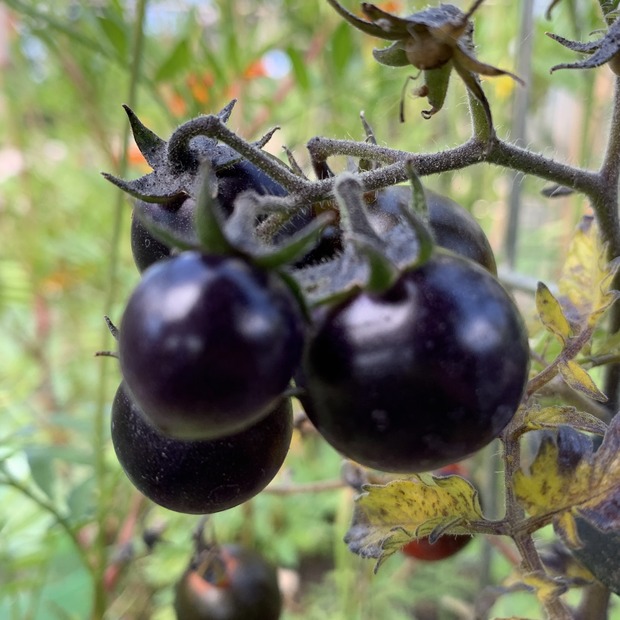 Tomate "Dancing with Smurfs" - BIO-Tomatensorte [samenfest]
