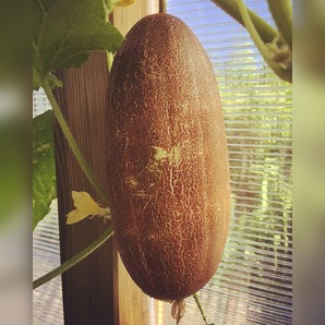 "De Sikkim" Braune indische Netzgurke - BIO-Samen [samenfest]