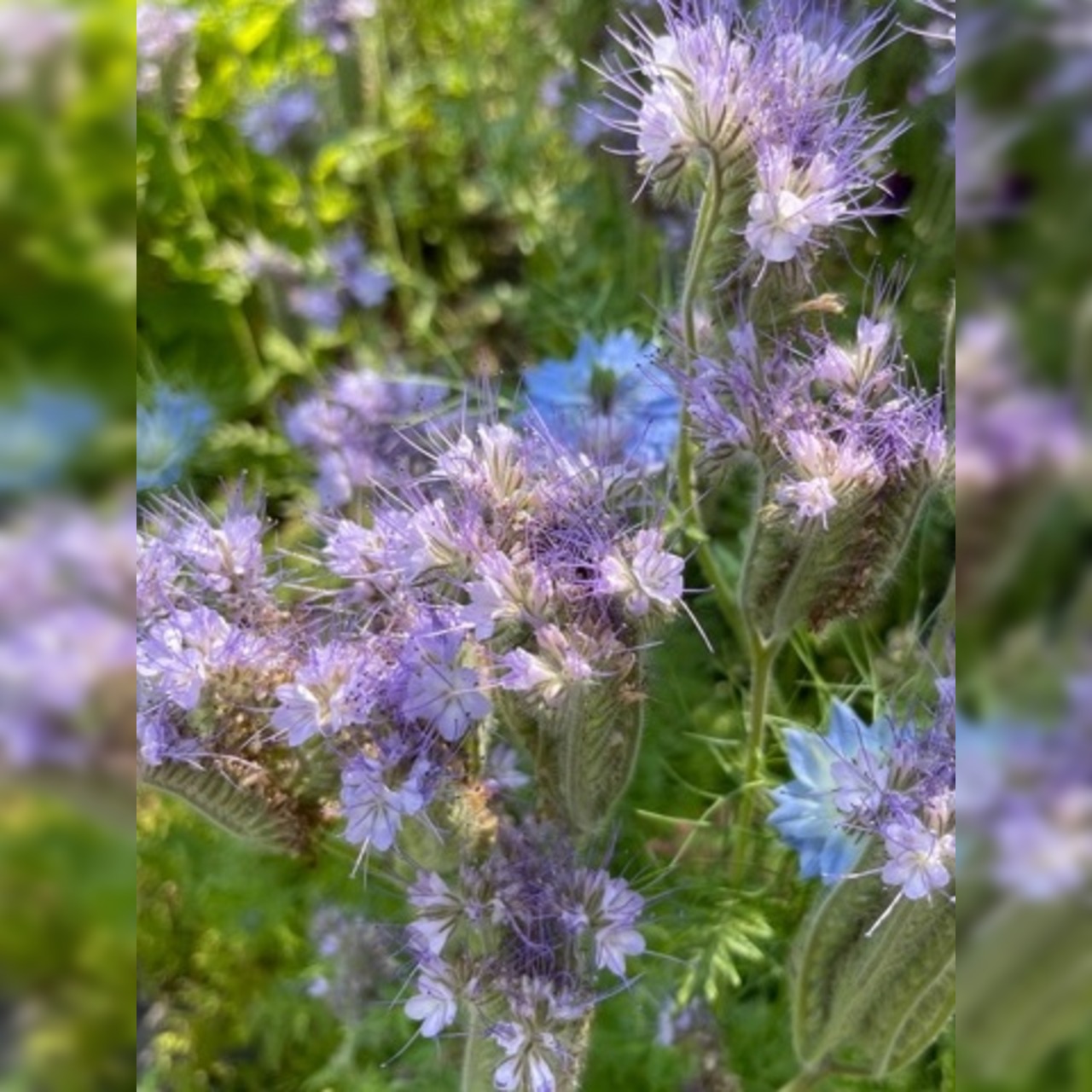 "Phacelia" -BIO-Blumensamen [samenfest]