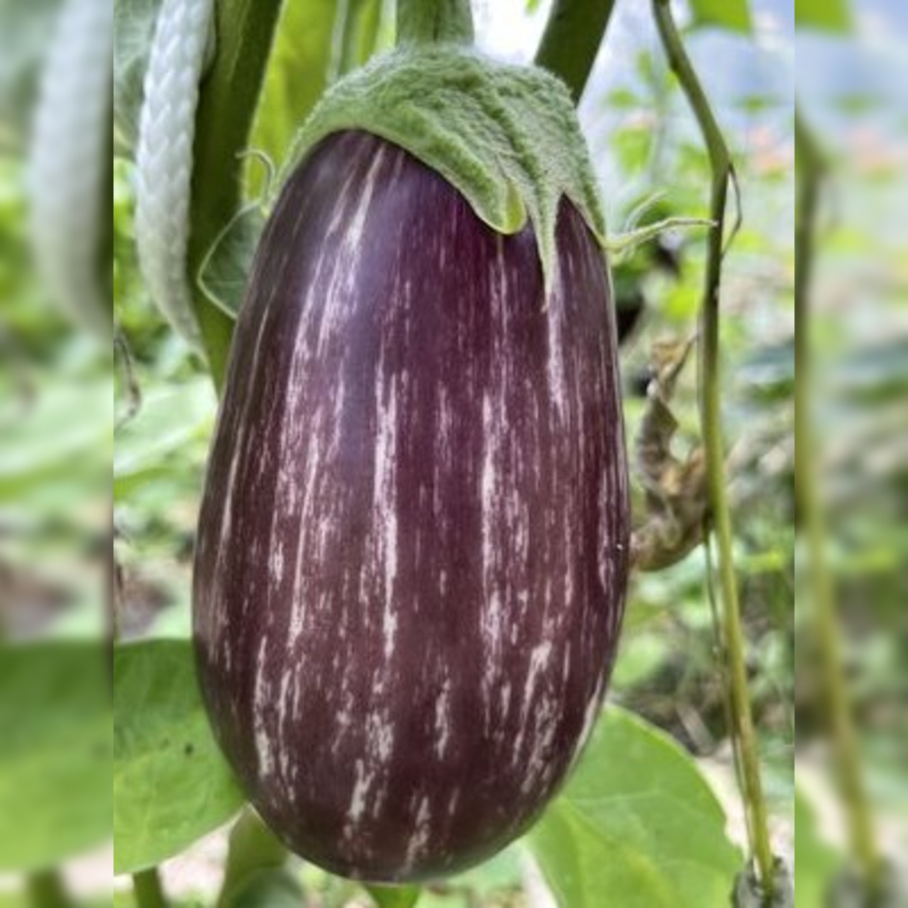 Gemüsesamen-Set "Grillgemüse" - 7 BIO-Gemüsesorten [samenfest]