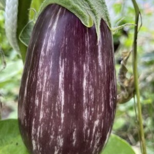 Gemüsesamen-Set "Grillgemüse" - 7 BIO-Gemüsesorten [samenfest]