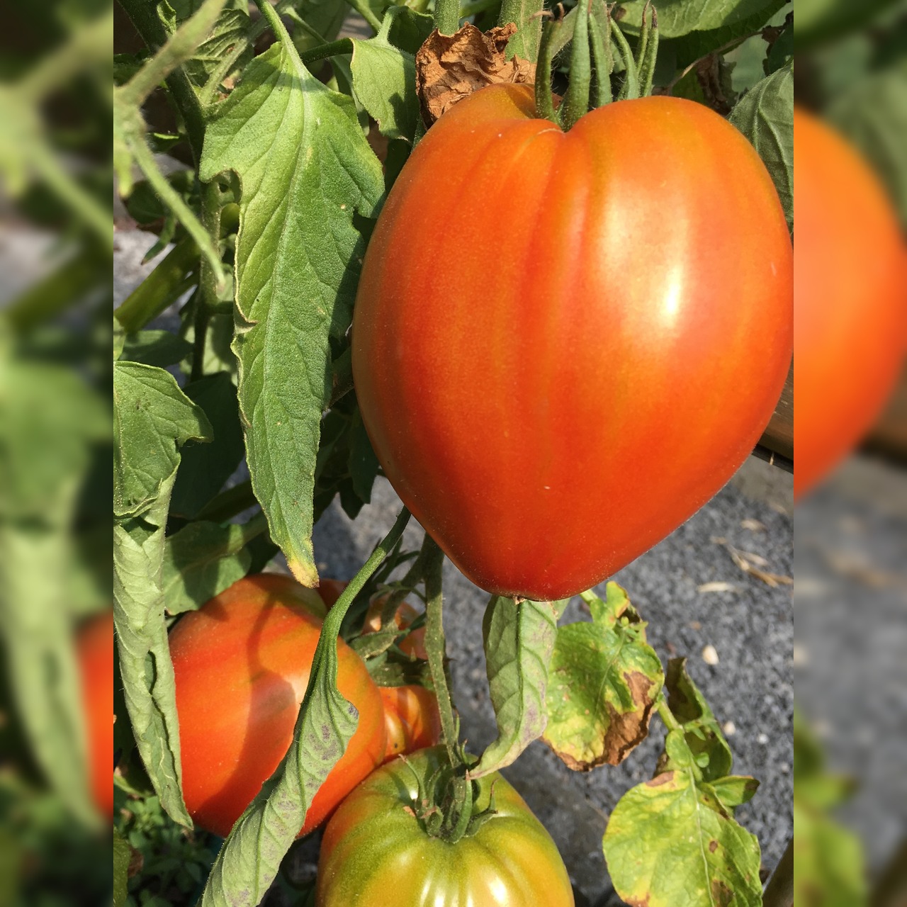 BIO Tomatensamen Set groß