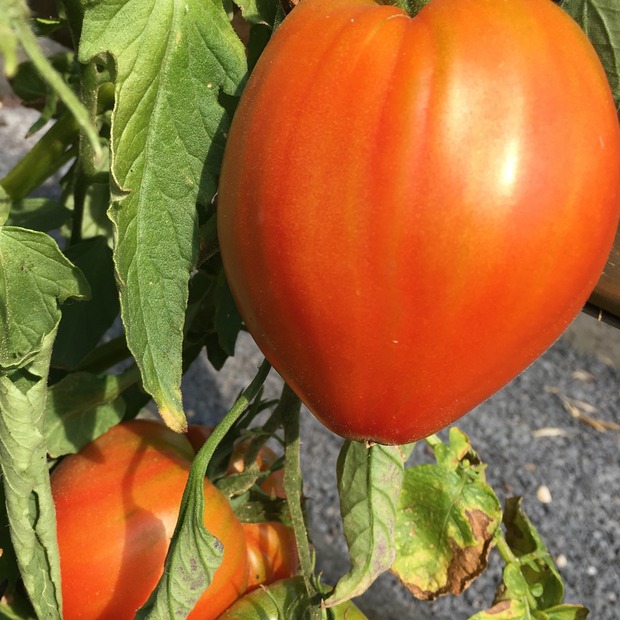 BIO Tomatensamen Set groß