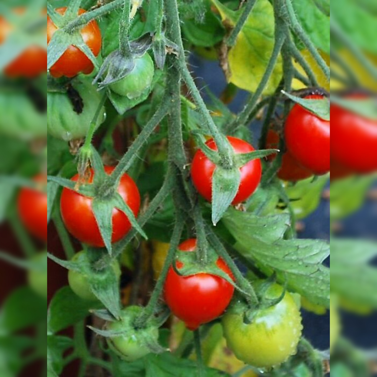 Tomate „Tumbling Tom“ - BIO-Tomatensorte