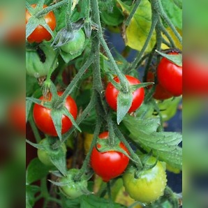 Tomate „Tumbling Tom“ - BIO-Tomatensorte