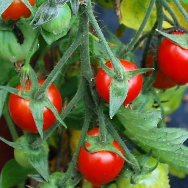 Tomate „Tumbling Tom“ - BIO-Tomatensorte