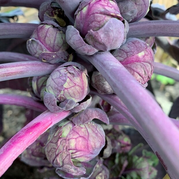 Rosenkohl „Rubine“ - BIO-Rosenkohlsamen [samenfest]