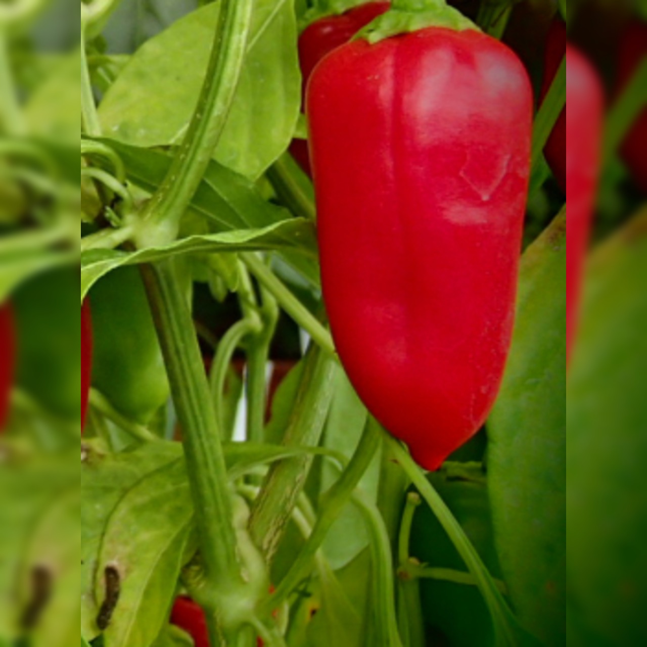 Paprika "Türkischer Gewürzpaprika" - BIO-Paprikasorte [samenfest]