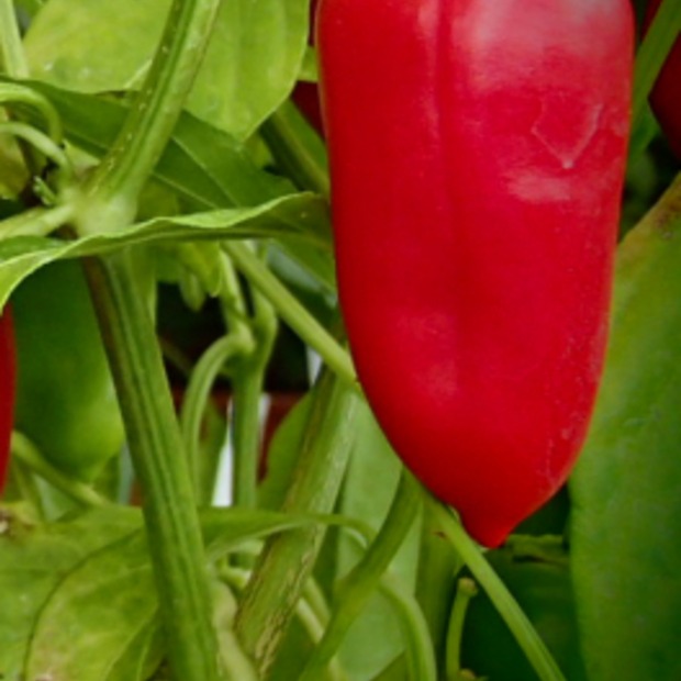 Paprika "Türkischer Gewürzpaprika" - BIO-Paprikasorte [samenfest]