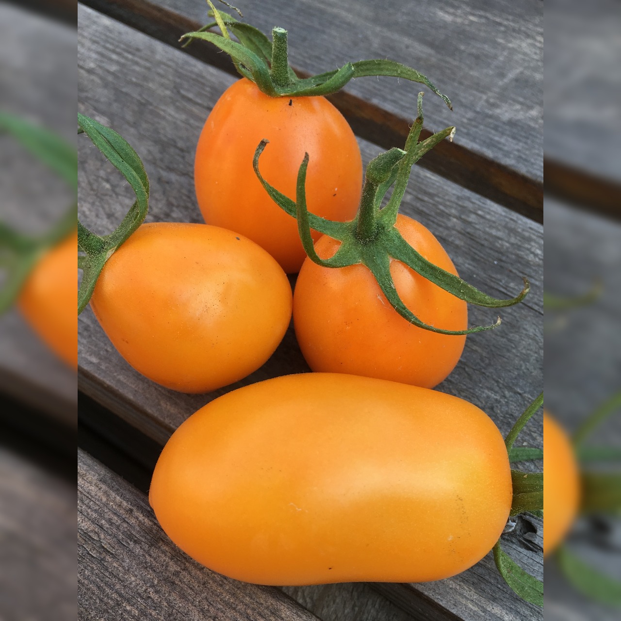 BIO Tomatensamen Set groß