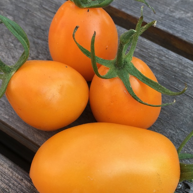 BIO Tomatensamen Set groß