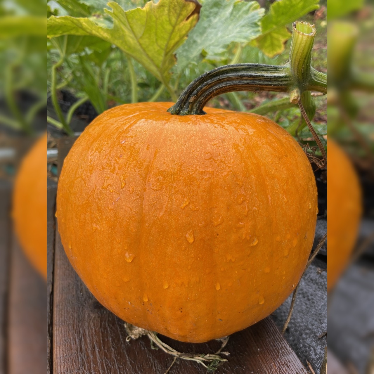 Halloweenkürbis "Jack O´Lantern" - BIO-Kürbissorte [samenfest]