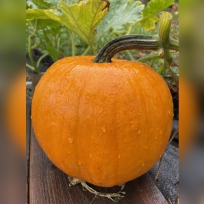 Halloweenkürbis "Jack O´Lantern" - BIO-Kürbissorte [samenfest]