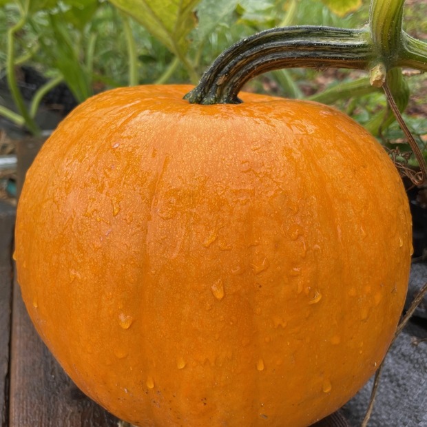 Halloweenkürbis "Jack O´Lantern" - BIO-Kürbissorte [samenfest]
