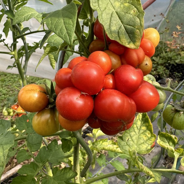Tomate "Reisetomate" - BIO-Tomatensorte [samenfest]