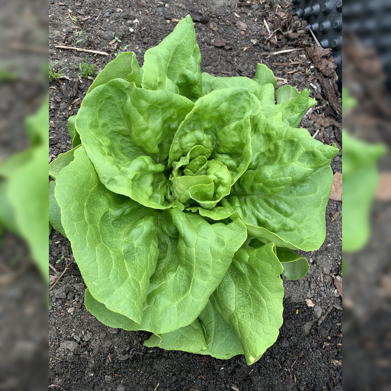 Gemüsesamen-Set "Schrebergarten" - 12 BIO-Sorten [samenfest]