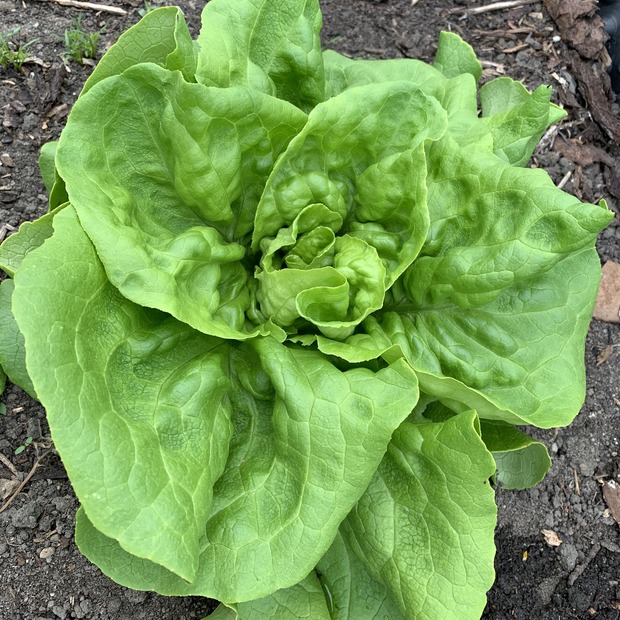 Gemüsesamen-Set "Schrebergarten" - 12 BIO-Sorten [samenfest]