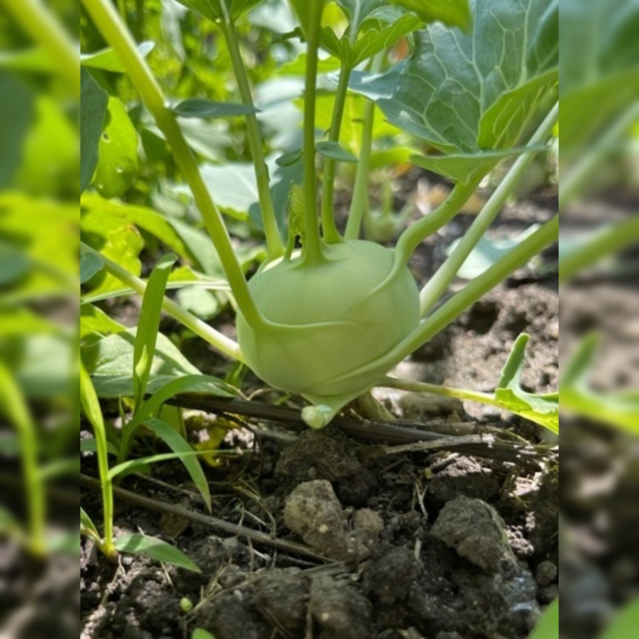 Kohlrabi "Lanro" - BIO-Samen (samenfest & BIO)