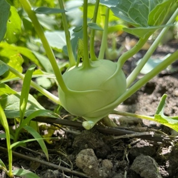 Kohlrabi "Lanro" - BIO-Samen (samenfest & BIO)